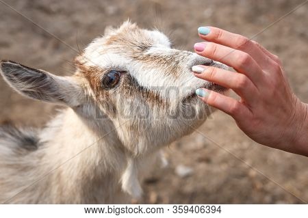 Female Hands Stroking A Young Goat On A Farm. Wild Nature.