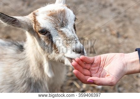 Female Hands Feed A Young Goat On A Farm. Wild Nature.