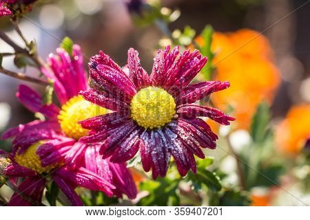Red Chrysanthemums On The First Day Of Frost. Hoarfrost On The Flowers.