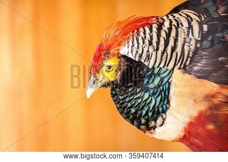 Golden Pheasant On A Yellow Background. Wild Nature.