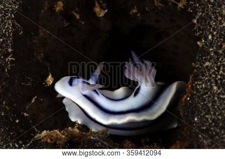 Chromodoris Lochi Nudibranch. Mommon, West Papua, Indonesia