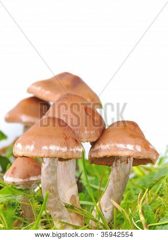 Rozites Caperata.