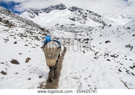 Somare, Nepal - Circa October 2013: Porter On The Way To Dingboche Circa October 2013 In Somare.