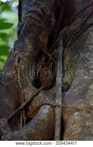 A Tarsius In Tangkoko National Park, Indonesia