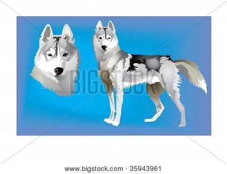 chien