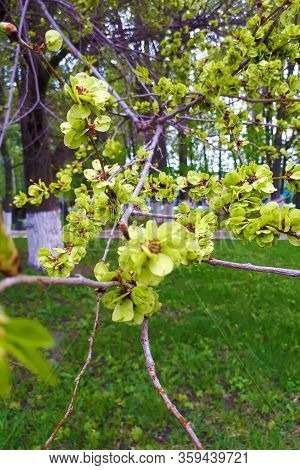 The Rough Elm Begins To Blossom, A Sunny Day. Vertical Photography And Selective Focus.