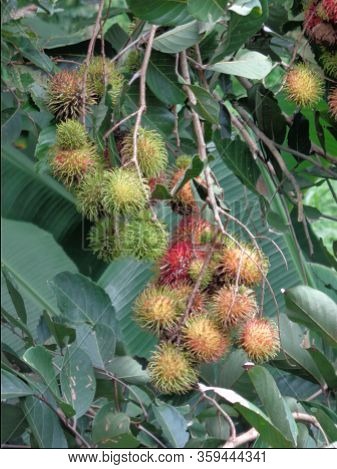 Rambutan (nephelium Lappaceum) With Natural Background. Rambutan Is The Exotic Fruit Fruit From Indo