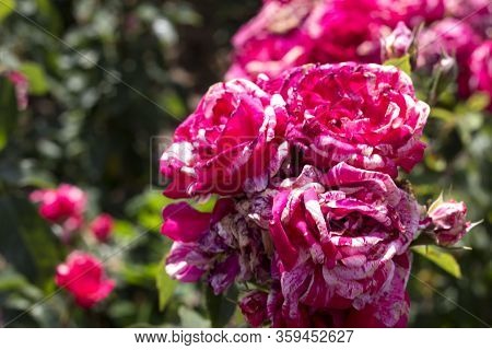 Beautiful Summer Pink Roses, Photo Of Flowers