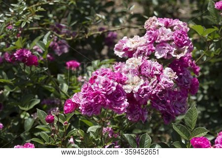 Beautiful Summer Pink Roses, Photo Of Flowers
