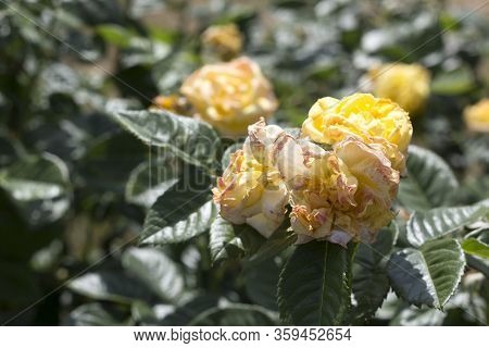 Beautiful Summer Pink Roses, Photo Of Flowers