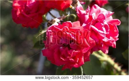 Beautiful Summer Pink Roses, Photo Of Flowers