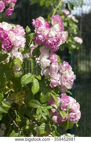 Beautiful Summer Pink Roses, Photo Of Flowers