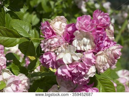 Beautiful Summer Pink Roses, Photo Of Flowers