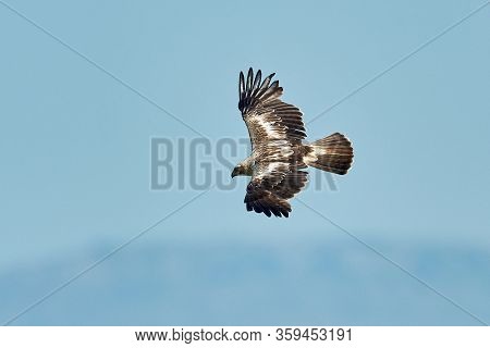 The Booted Eagle in flight (Aquila pennata)