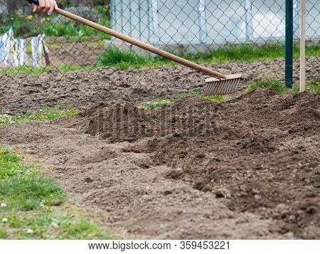 Raking Orgainc Soil With Wooden Rake In Spring Vegetable Garden