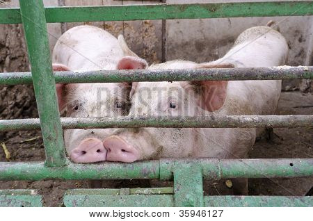 pigs