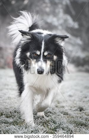 Border Collie Is Running In Winter In Grass. He Is Running To His Breader.