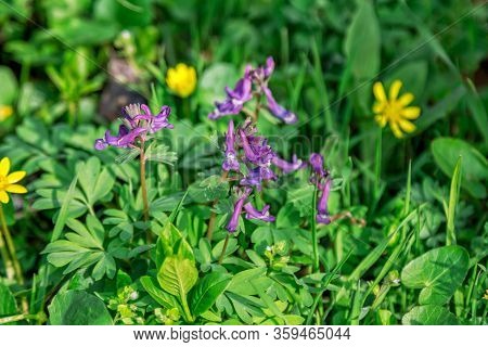 Beautiful Purple Fumewort (corydalis Solida) Wild Flowers, Growing On The Meadow. Spring Blooming Na