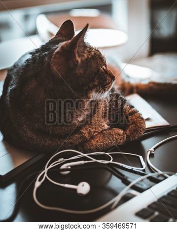 Portrait Of A Cat Lying On Top Of A Desk Next To A Laptop