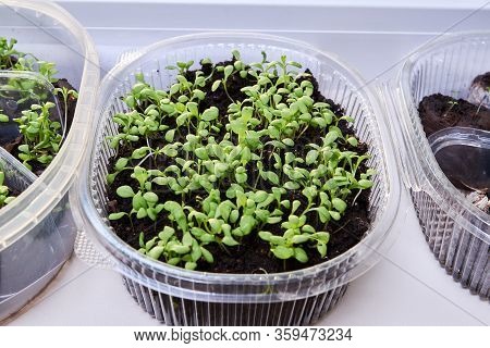 Green, Young Leaves And Sprouts Of Clove Flowers In A Plastic Pot On A White Kitchen Windowsill In S
