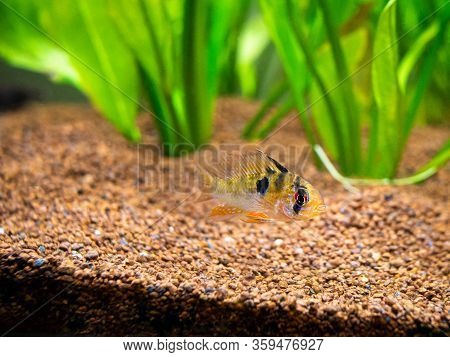 Ram Cichlid (mikrogeophagus Ramirezi) In A Fish Tank With Blurred Background