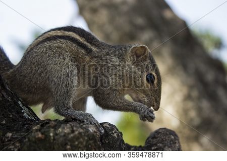 Little Funambulus Palmarumsits On A Tree Branch
