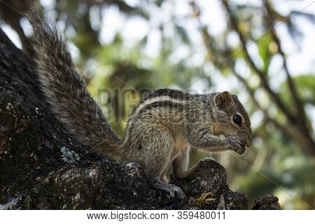 Little Funambulus Palmarumsits On A Tree Branch