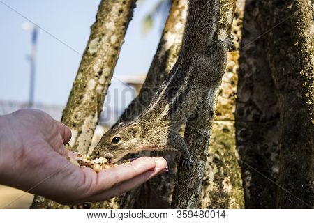 Little Funambulus Palmarumsits On A Tree Branch