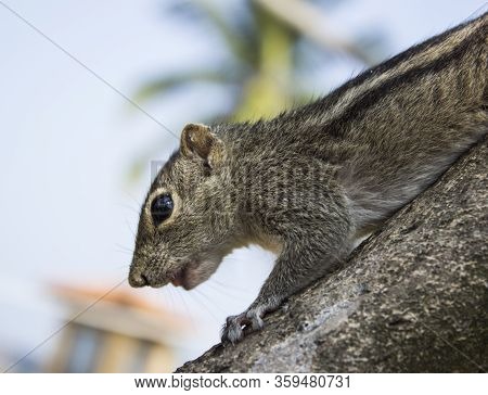 Little Funambulus Palmarumsits On A Tree Branch