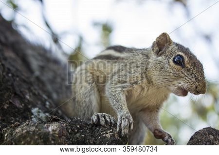 Little Funambulus Palmarumsits On A Tree Branch