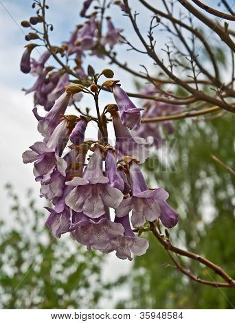 Rare Foxglove Tree - Paulownia Tomentosa Blooms