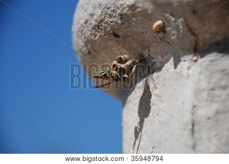 Wasp nest