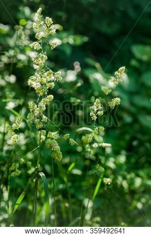 Elymus Repens Texture. A Lot Of Green Grass Stalks With Long Leaves. Herbaceous Background, Beautifu