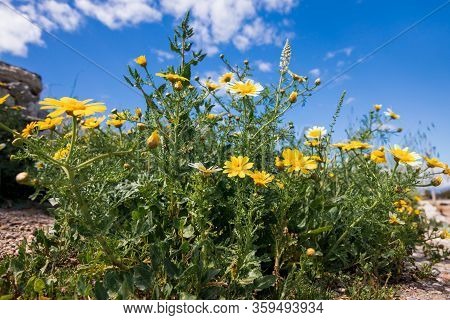 Spring Blooming Glebionis Coronaria Called Chrysanthemum Coronarium From The Species Of Flowering Pl