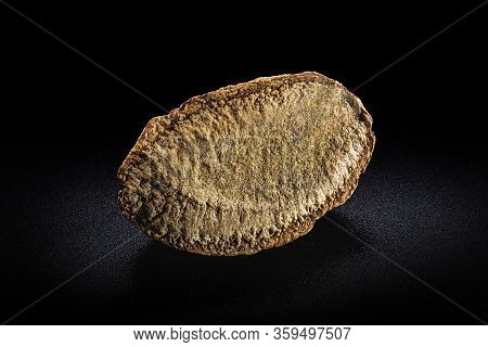 Peeled Brazilian Nut, Outside The Coconut, Known As 