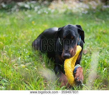 Black Doberman With Wounded Paw. Dog Training.