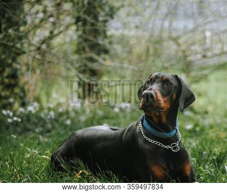 Black Doberman With Wounded Paw. Dog Training.