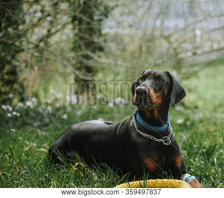Black Doberman With Wounded Paw. Dog Training.