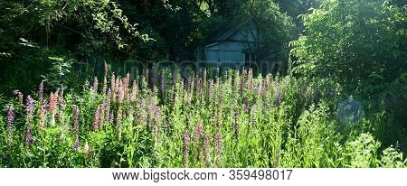 Elymus Repens Texture. A Lot Of Green Grass Stalks With Long Leaves. Herbaceous Background, Beautifu