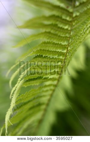 Verde puro