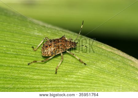 Stinkbug