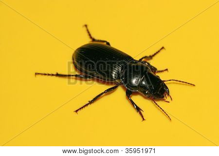 Carabidae