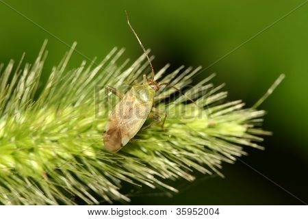 Stinkbug