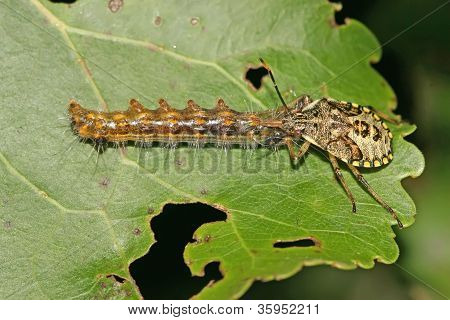 Stinkbug