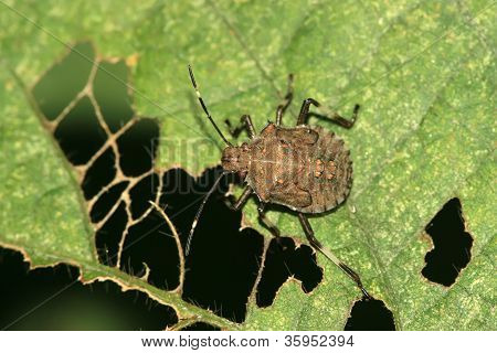 Stinkbug