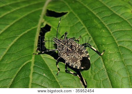 Stinkbug