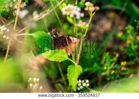 Elymnias Hypermnestra, The Common Palmfly, Is A Species Of Satyrine Butterfly Found In South And Sou