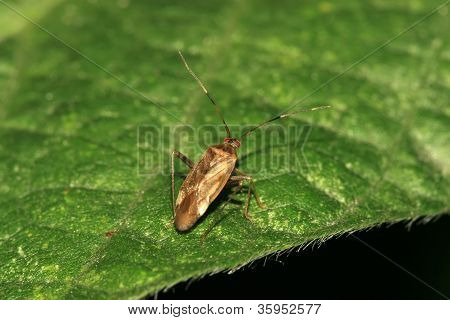 Stinkbug