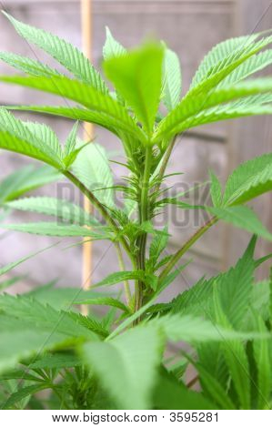Cannabis