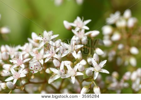 Sedum flores
